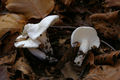 Hygrophorus cossus